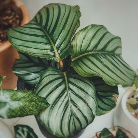 The Complete Calathea Orbifolia Plant Care Guide: Water, Light & Beyond Calathea Orbifolia, Plant Care Guide, Prayer Plant, Nutrient Deficiency, Growing Tips, Parts Of A Plant, Top Soil, Yellow Leaves, Water Lighting