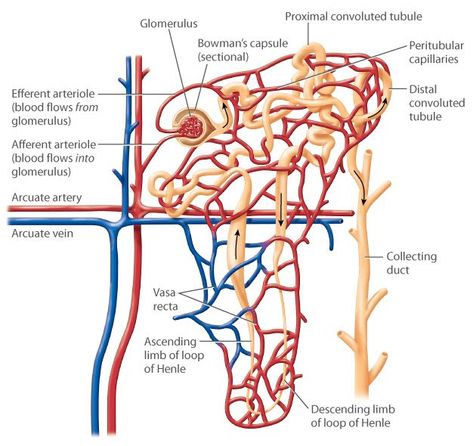 A diagram of the structure of a nephron. The efferent arteriole, branching from the renal artery, enters the nephron at a network of capillaries called the glomerulus. Blood exits the glomerulus through the efferent arteriole. The filtered blood plasma enters the renal tubule starting at a hollow spherical structure called the Bowman's capsule. The tubular fluid flows out of Bowman's capsule and into the proximal convoluted tubule. The tubule is folded and twisted into a number of bends and ... Renal Tubule, Loop Of Henle, Flow Diagram, Urinary System, Journal Nature, Human Tissue, Blood Plasma, Sport Quotes Motivational, Biology Lessons