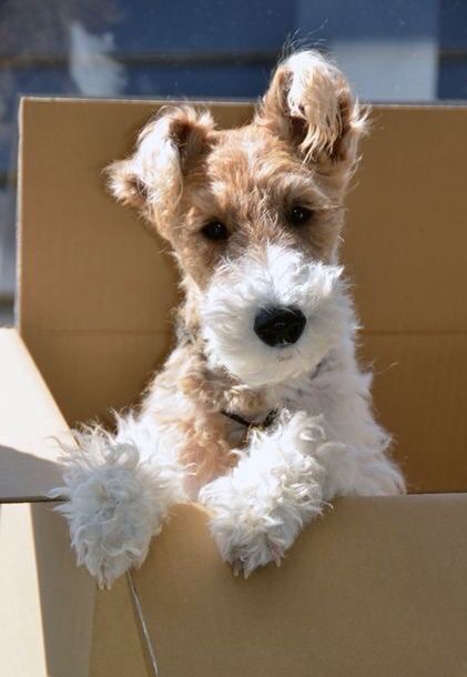 Cheeky fox in the box.❤️ Wirehaired Fox Terrier, Psy I Szczenięta, Fox Terriers, Wire Fox Terrier, Border Terrier, White Dog, Fox Terrier, Terrier Dogs, Beautiful Dogs