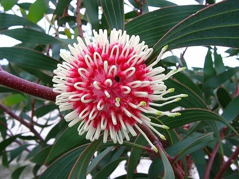 Tall Shrubs, Australian Flowers, Plant Fungus, Australian Native Flowers, Australian Plants, Australian Native Plants, Australian Flora, Sandy Soil, Unusual Flowers