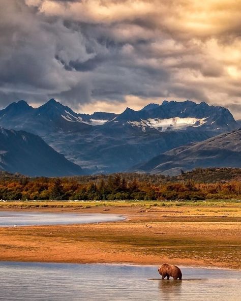 Kaibab National Forest, Tokachi Millennium Forest, Katmai National Park Alaska, Khao Yai National Park, Heavenly Mountain Lake Tahoe, Alaska Wildlife, Katmai National Park, Grizzly Bears, Ten Thousand