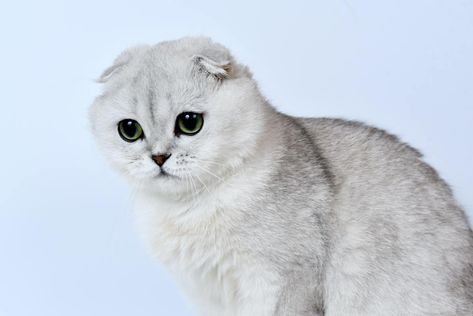 White Scottish Fold Cat, White Scottish Fold, Cat Behavior Facts, Cutest Cats Ever, Scottish Fold Cat, Fold Cat, Cat Patterns, Birman Cat, Older Cats