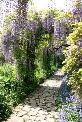 Wisteria Garden, Courtyard Gardens Design, Garden Vines, Backyard Pergola, Stone Path, 수채화 그림, Garden Pathway, Courtyard Garden, Green Garden