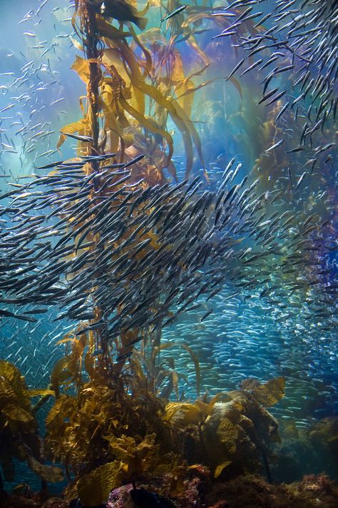 Swarm Of Fish, Schools Of Fish, Fauna Marina, Kelp Forest, Life Under The Sea, School Of Fish, Under The Ocean, Life Aquatic, Ocean Pictures