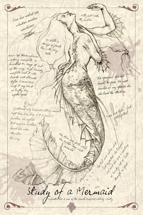 This is an inspiration collection of mermaid photos, paintings and drawings that I have been... Faces Sketching, Sketching Faces, Sketching Portrait, Art School Portfolio, School Portfolio, Mermaid Sketch, Artist Study, Anime Mermaid, Siren Mermaid