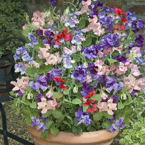 Sweet Pea Patio Perfect Collection Growing Sweet Peas, Sweet Pea Plant, Pea Plant, Sweet Pea Seeds, Sweet Pea Flowers, Potted Flowers, Pea Flower, Patio Plants, Planter Pots Outdoor