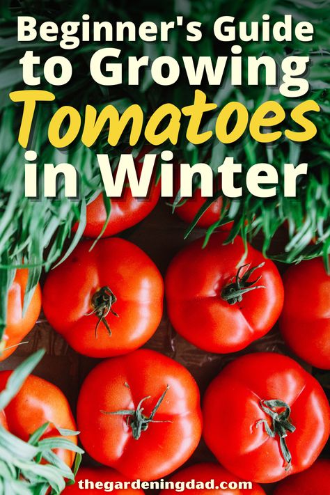 Growing Tomatoes Indoors Winter, How To Grow Tomatoes Indoors, Indoor Tomato Plant, How To Grow Tomatoes In A Pot, Grow Tomatoes Indoors, Canning Cherry Tomatoes, How To Store Tomatoes, Greenhouse Tomatoes, Best Vegetables To Grow