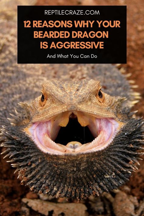 Maybe you just got a bearded dragon and it is behaving aggressively, or maybe you already had a calm and friendly bearded dragon but it has suddenly become aggressive. In either case, it is not surprising that you are worried, and you should be! Why would a bearded dragon become aggressive? What could have happened? Bearded Dragon Terrarium Ideas, Dragon Facts, Bearded Dragon Diy, Bearded Dragon Enclosure, Bearded Dragon Terrarium, Bearded Dragon Cage, Bearded Dragon Food, Bearded Dragon Habitat, Bearded Dragon Tank