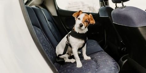 Holiday Traveling Tips for Pet Owners Pet Lifestyle, Dog Car Safety, Dog Seat Belt, Cat Steps, Pet Stairs, Dog Steps, Dog Seat, Dog Safety, Dog Car