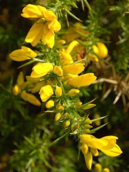 Wildflower Gorse Irish Wild Flora Wildflowers of Ireland Green Wildflowers, Scottish Wildflowers, Irish Wildflowers, Mount Rainier Wildflowers, Wild Irish Rose, Irish Landscape, Earl Grey Tea, Soap Bubbles, How To Look Pretty