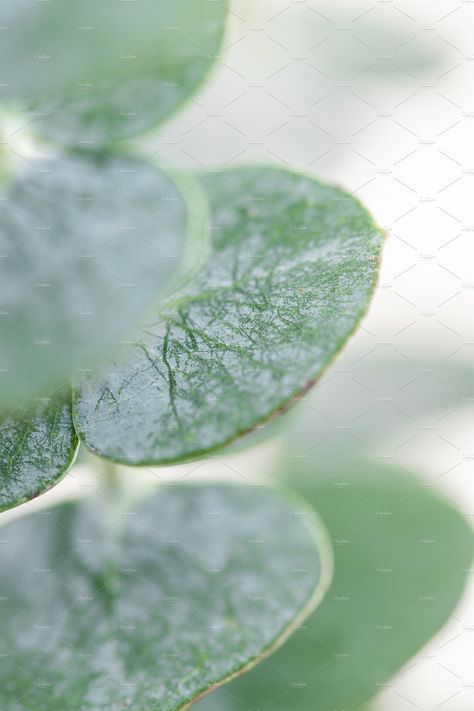 Macro photography of baby eucalyptus by Edalin's Store on @creativemarket Eucalyptus Photography, Macro Photography Nature, Nature Background, Nature Green, Styled Stock Photos, Nature Backgrounds, Styled Stock, White Wall, Photography Nature