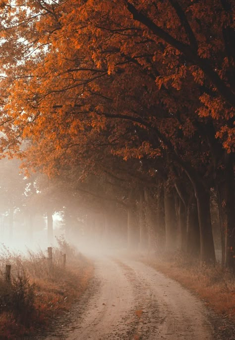 Autumn Magic, Autumn Scenes, Autumn Scenery, Dirt Road, Screen Saver, Fall Feels, Autumn Beauty, Fall Pictures, Autumn Cozy