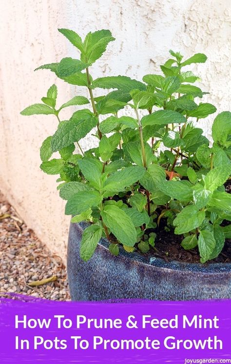 Mint In Containers, Mint In Pots, Mint Garden, Growing Mint, Tattoo Plant, Mint Plants, Fall Garden Vegetables, Home Vegetable Garden, Growing Food