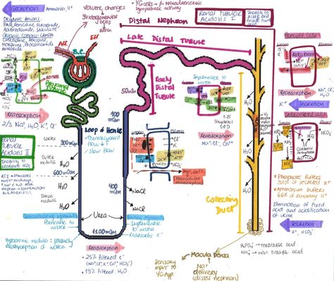 THE NEPRHON “ EDIT Please note that there´s a mistake in the drawing. The place where the macula densa cells should be is in the Distal Tubule, not the Collecting Duct. Thanks ” I did this a while ago but didn’t have the time to explain it… so i... Genitourinary System, Renal Physiology, Med School Study, Medical Assisting, Mcat Study, Medical Graduate, Urinary System, Medicine Notes, Medicine Studies