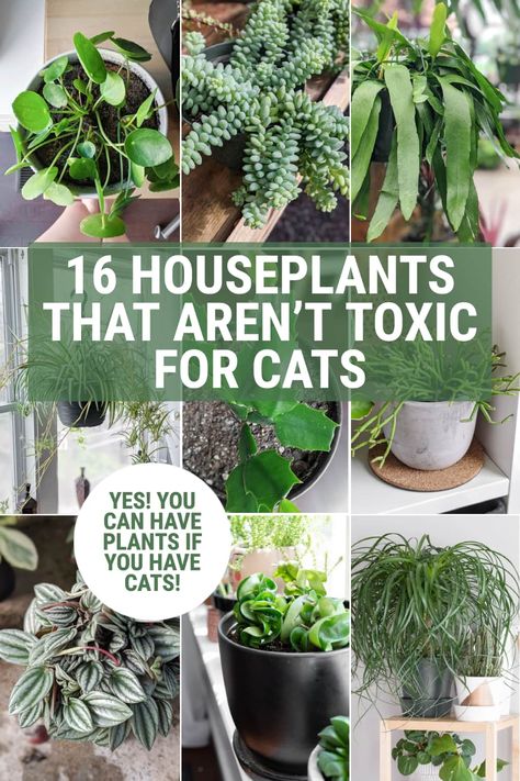 Non Toxic House Plants, Cat Safe House Plants, Houseplants Safe For Cats, Safe House Plants, Cat Friendly Plants, Toxic Plants For Cats, Plants Tips, Toxic To Cats, Toxic Plants