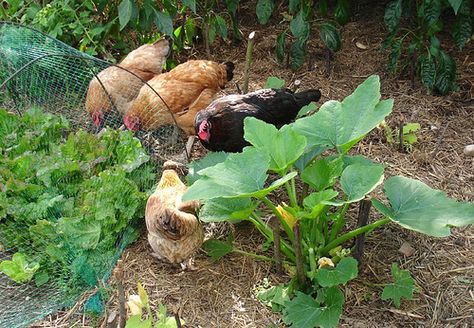 Chickens in the garden Biodynamic Gardening, Organic Recipes Healthy, Permaculture Design, Crop Rotation, Soil Health, Beneficial Insects, Food Garden, Edible Plants, Organic Fertilizer