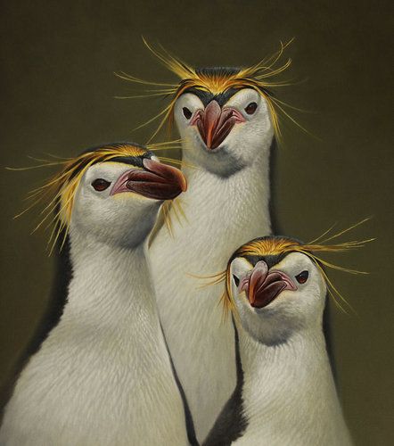 Fabulous Wildlife Portfolio by Featured Artist Brett Jarrett, featured at www.ArtsyShark.com Penguin Reference Photos, Royal Penguin, Penguin Swimming Illustration, Northern Rockhopper Penguin, Emperor Penguin Photography, Humboldt Penguin, Penguin Illustration, Realism Art, Wildlife Art