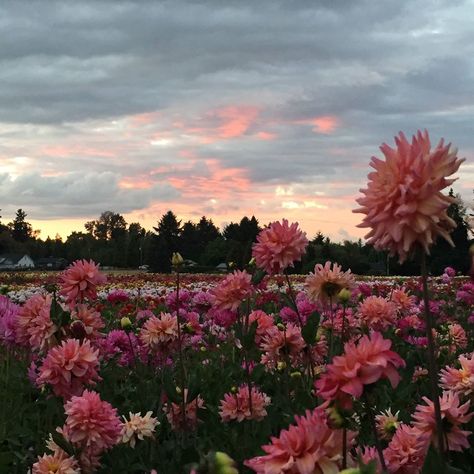 Field Of Dahlias, Dalia Core, Dahlias Aesthetic, Isobel Core, Dahlia Flower Aesthetic, Dahlia Aesthetic, Proposal Places, Daliah Flower, Dahlia Field