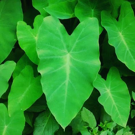 #Yam leaves a monsoon staple in the #NorthEast.  #yamleaves #kochu #wang #anishi #northeastfood #NorthEastIndia Yam Leaves, Girly Swag, Northeast India, Plant Leaves, Plants