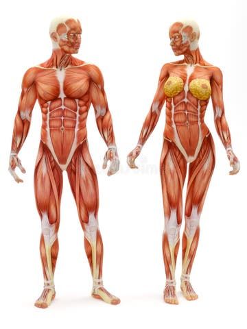 Female anatomy stock illustration. Illustration of biology - 50024307 Muscle Reference, Human Muscle Anatomy, Human Body Drawing, Man Anatomy, Anatomy Sculpture, Musculoskeletal System, Human Body Anatomy, Muscle Anatomy, Human Anatomy Drawing