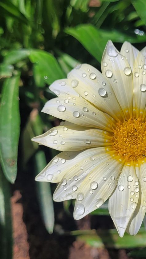 White yellow Gazania flowers aesthetic beautiful nature photography wallpaper art water drops rain spring Rain Flowers Aesthetic, Rain Drops On Flowers, Flowers With Raindrops, Gazania Flowers, Water Droplets Photography, Nature Photography Wallpaper, Flowers In The Rain, Dew Drop Photography, Photography Angles