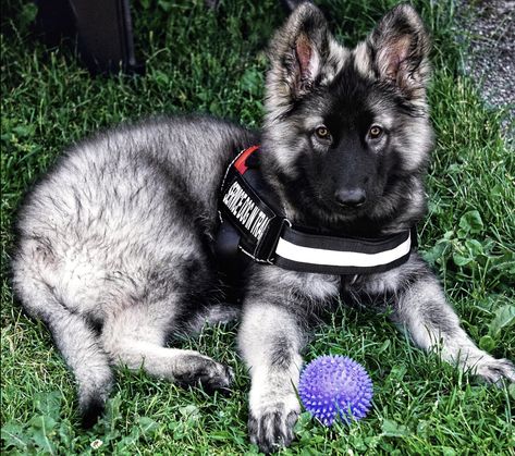 Me in my first #sdit vest Ravyn ↠ 12 weeks old Shiloh Shepherd Dog, Berger Malinois, Shiloh Shepherd, Cute Dog Collars, Dog Breeder, Shepherd Puppies, 12 Weeks, German Shepherd Puppies, Girl And Dog