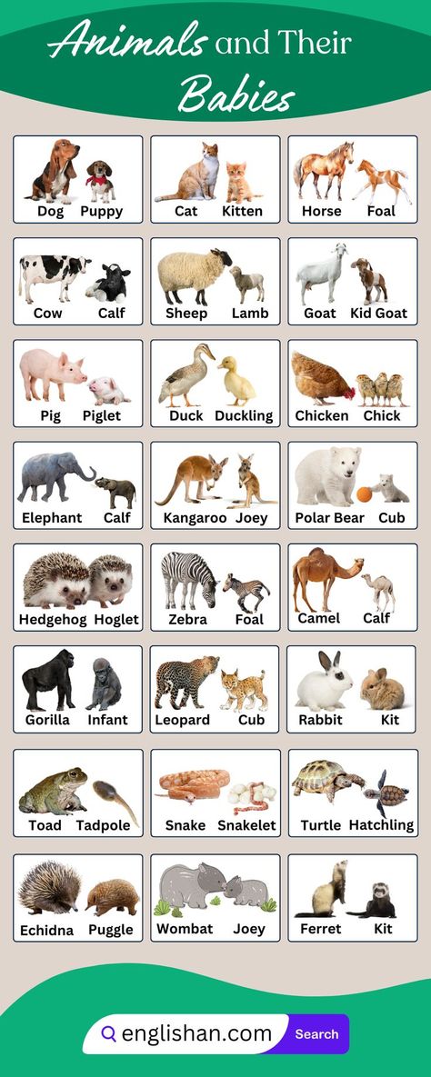 Animals And their Babies Names in English Vocabulary Animals And Their Babies, Parental Love, Animals Name In English, Basic English Grammar Book, Babies Names, English Word Book, English Learning Books, English Grammar Book, English Activities For Kids