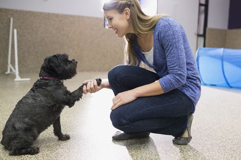 Dog trainers assist with behavior modification and obedience training. Learn more about this career path. Dog Training Business, Training Business, Animal Behaviorist, House Training Dogs, Dog Training Advice, Dog Training Techniques, Work With Animals, Training Your Puppy, Animal Behavior