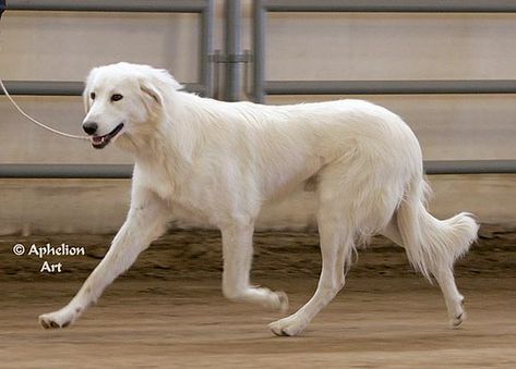 Dog Therian, Akbash Dog, Asian Dogs, Luna Girl, Every Dog Breed, Livestock Guardian Dog, Rare Dog Breeds, Livestock Guardian, Great Pyrenees Dog