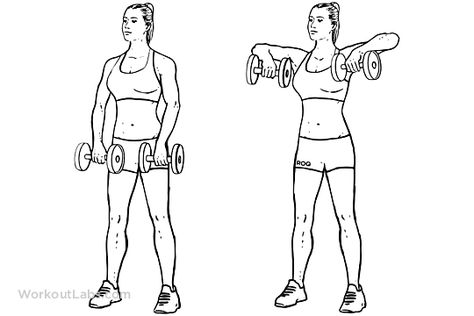 Upright Dumbbell Rows Upright Dumbbell Row, Upright Row Dumbbell, Upright Rows Workout, Upright Row Exercise, Robin Workout, Exercise Examples, Dumbbell Upright Row, Standing Row, Weight Routine