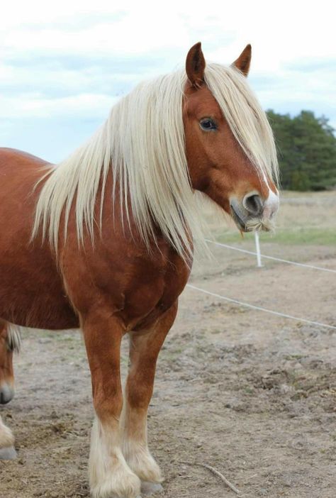 Chestnut Draft Horse, Flaxen Chestnut Horse, North Swedish Horse, Coat Reference, Noriker Horse, Swedish Horse, Horse Colours, Canadian Horse, White Chestnut