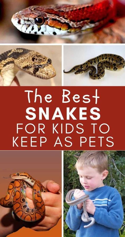 Best Snakes for Kids: If you're interested in getting a snake as a pet for your kids, here's everything you need to know! Snakes For Kids, Preschool Animals, Snake Breeds, Snake Cages, Snake Crafts, Classroom Pets, Terrible Twos, Pet Snake, Parenting Toddlers