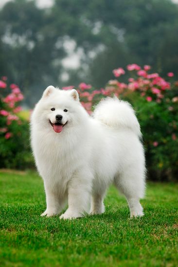 Regnul Animal, Beautiful Dog Breeds, Samoyed Puppy, Samoyed Dogs, Very Cute Dogs, Cute Dog Pictures, Really Cute Dogs, Cutest Animals