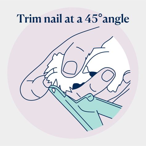 How To Trim Dog Nails Trimming Dogs Black Nails, Dog Nail Trimming Hacks, Cut Dog Nails, Trimming Dog Nails, Dogs Black, Writers Help, Dog Nail Clippers, Cat Allergies, Dog Cuts