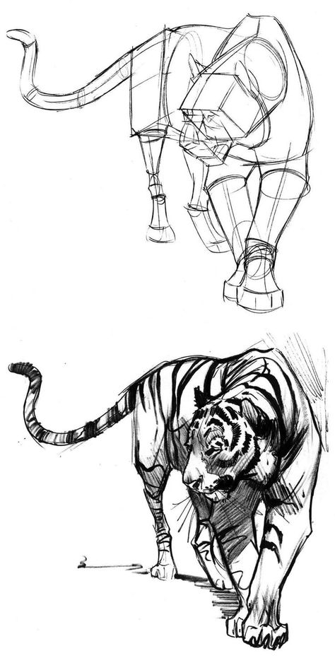 Animal Poses Reference Drawing, Tiger Head Reference Drawing, Tiger Anatomy Reference, Tiger Art Reference, Animal Drawing Study, Tiger Poses Reference, Tiger Ink Drawing, Tiger Poses Drawing, Animal Anatomy Reference