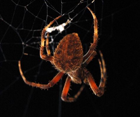 Orb Weaver Spider Facts | Silk Weavers Par Excellence | Cool Kid Facts Orb Weaver Web, Spider Facts, Orb Weaver Spider, Spider Fact, Orb Weaver, Types Of Spiders, Garden Spider, Charlotte's Web, Cool Kid