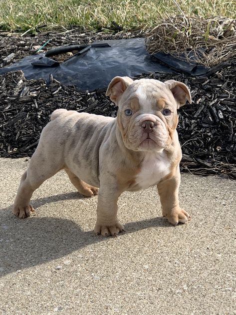 My puppy son Creed. Lilac Merle & Tan. Bluemagic Bulldogs French Bulldog Mixed Breed, Dog Photo Ideas, Blue Fawn Pitbull, Teacup French Bulldogs, Gray English Bulldog, Grey And White French Bulldog, Cute Bulldog Puppies, Brown And White Bulldog, American Bulldog Mix