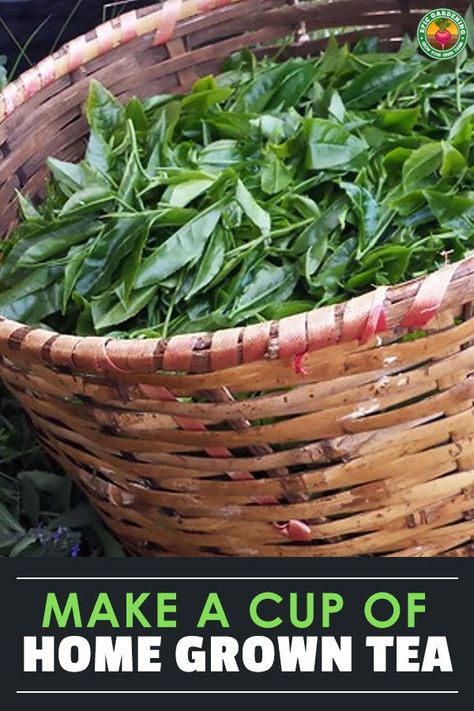 How To Harvest Tea Leaves, Growing Green Tea Plants, How To Grow Tea Plants, Growing Tea Plants At Home, Hillside Orchard, Tea Growing, Hot Drink Recipes, Growing Tea, Epic Gardening