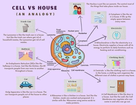 Cell Analogy Project Ideas Poster, Plant Cell Analogy Project Ideas, Prokaryotic Cell Model, Cell Analogy Project Ideas, Cell Analogy Project, Cell City Project, Bio Student, Cell Analogy, Cell Model Project