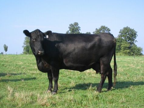 Angus cow Lowline Angus, Angus Cows, Angus Cow, Angus Cattle, Aberdeen Angus, Dairy Cattle, Pillow Mist, Showing Livestock, Beef Cattle