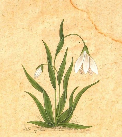 Mughal Miniature Paintings Floral, Mughal Flowers, Ancient Persian Art, Mughal Miniature Paintings, Mughal Art Paintings, Flower Line Drawings, Mughal Art, Tulips Art, Page Decoration