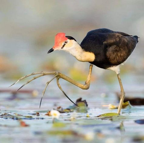 Comb Crested Jacana )) 📸: @adamblythphotography Badass Pictures, Best Cameras, Interesting Animals, Unusual Animals, Pretty Animals, Exotic Birds, Pretty Birds, Weird Animals, Bird Photography