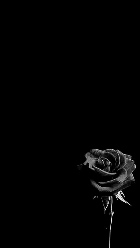 Bacgrand Black, ဖုန်း Wallpaper, Black Wallpaper Rose, Wallpaper Bunga Iphone, Iphone Dark Wallpaper, Black Rose Wallpaper, Wallpaper Mawar, Wallpaper Iphone Dark, Black Flowers Wallpaper