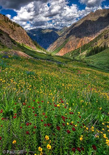 high alpine wildflowers, Stony Pass, Rio Grande National Forest, near SIlverton, Colorado Alpine Wildflowers, Rio Grande National Forest, Creede Colorado, Silverton Colorado, Mountain Meadow, Road Trip To Colorado, Wild Flower Meadow, Colorado Travel, Colorado Rockies