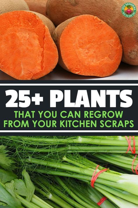 Regrow Vegetables, Indoor Vegetables, Vegetable Scraps, Kitchen Scraps, Organic Waste, Growing Veggies, Veg Garden, Different Fruits, Growing Fruit