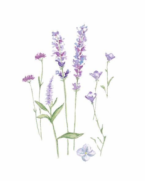 the process of this lavender + purple flower painting 🌿 #watercolor #flowerpainting #watercolorflowers #watercolorflorals Purple Watercolor Art, Purple Flower Painting, Flower Painting Watercolor, Watercolour Lilac, Plant Studio, Purple Watercolor Flowers, Lavender Bathroom, Lavender Watercolor, Chinese Money Plant