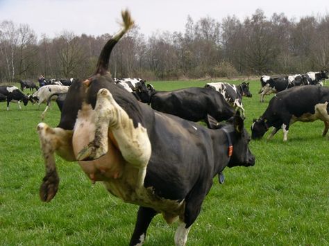 happy cows Cow Hoof, Spring Dance, Social Video, Cow Photos, Dairy Cattle, Happy Cow, Cow Pictures, Cow Calf, Dairy Cows