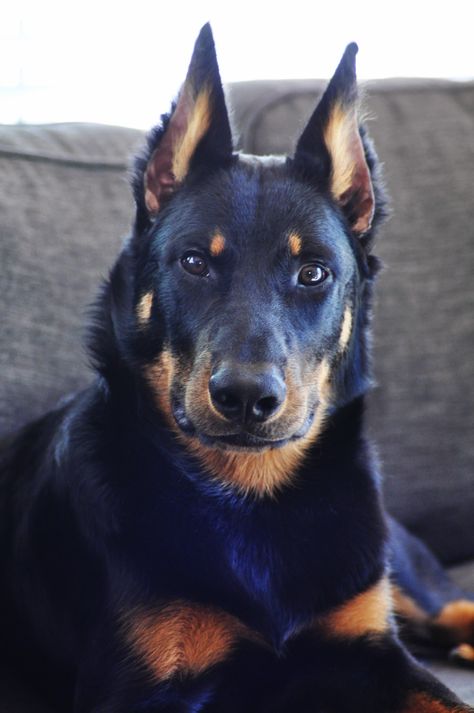 5 month old Beauceron, bas rouge, berger de beauce, french shepherd Basque Shepherd Dog, French Shepherd, Beauceron Dog, Blue Heelers, Doberman Pinscher Dog, Dog German, Dream Dog, Herding Dogs, Purebred Dogs