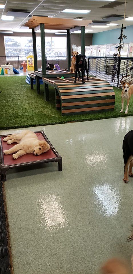 Indoor Dog Daycare Ideas, Animal Hotel Ideas, Dog Training Center Design, Dog Daycare Interior Design, Dog Facility Ideas, Dog Playground Indoor, Dog Playroom Indoor, Indoor Dog Park Ideas, In Home Dog Daycare Ideas