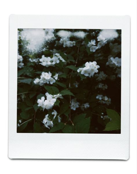 Polaroid Flowers Aesthetic, Polaroid Widget, Polaroid Filter, Polaroid Pics, Filter Photo, Polaroid Photography, Dark Theme, Photography Help, Polaroid Pictures